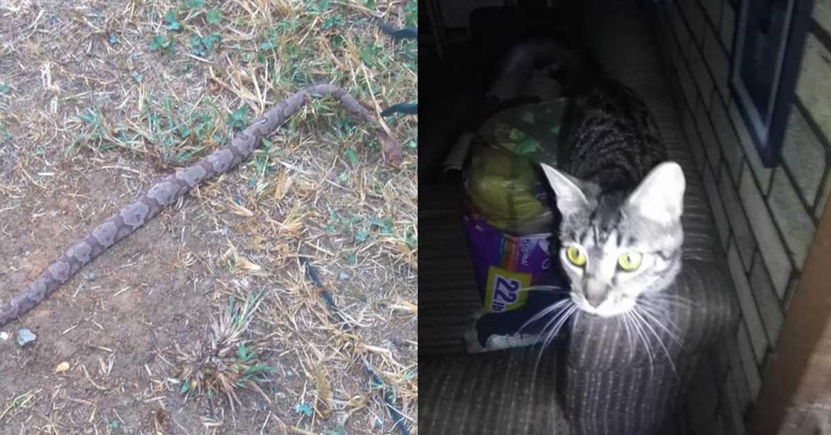 Shelly, il gatto che ha salvato il suo proprietario da un serpente