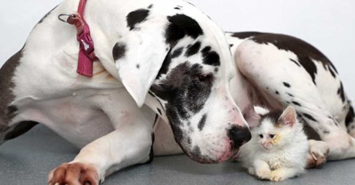 Zephyr, il gatto che è guarito grazie alla donazione di un cane