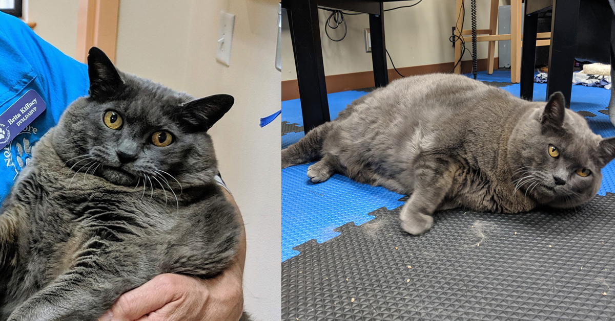 Cinder, il gatto obeso che è la nuova star del web