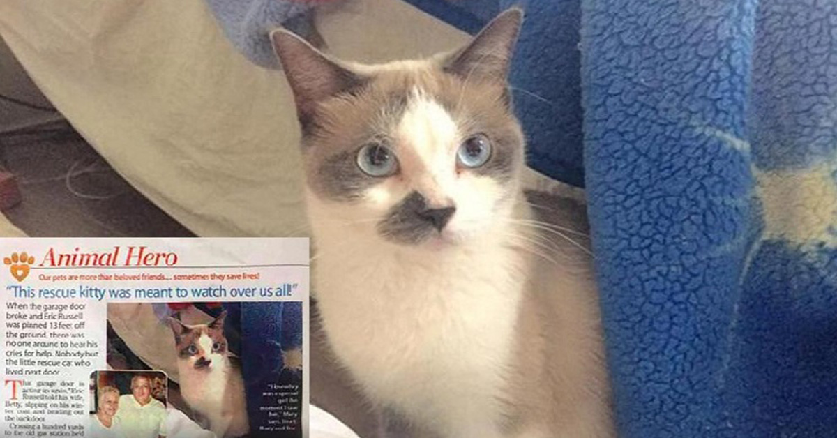 Ivy, la gattina che è riuscita a salvare un uomo in pericolo