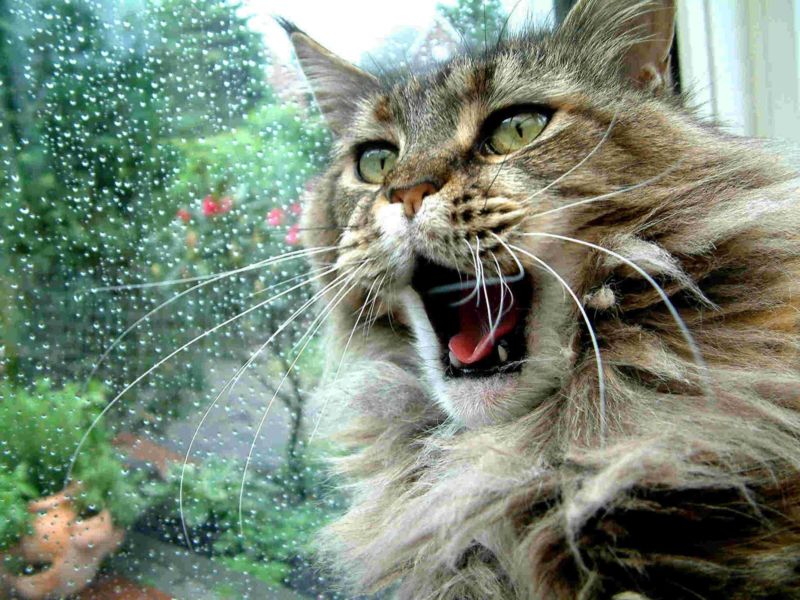 Maine Coon aggressivo: cosa fare