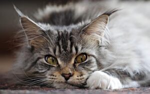 Maine Coon aggressivo: cosa fare