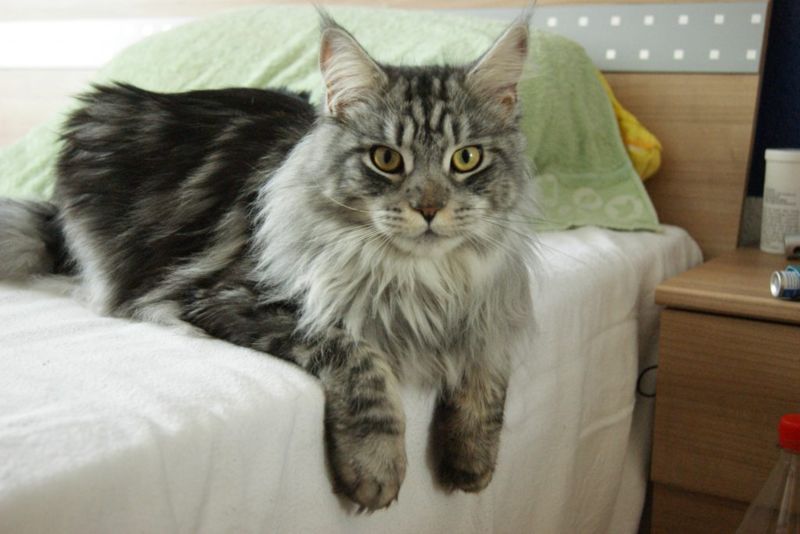 Maine Coon aggressivo: cosa fare