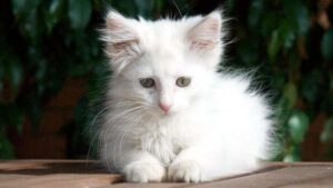 Gatto norvegese bianco: immagini e caratteristiche