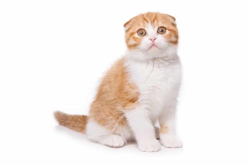 Scottish Fold: tutti i colori