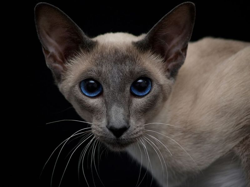 Siamese Blue Point: caratteristiche e foto