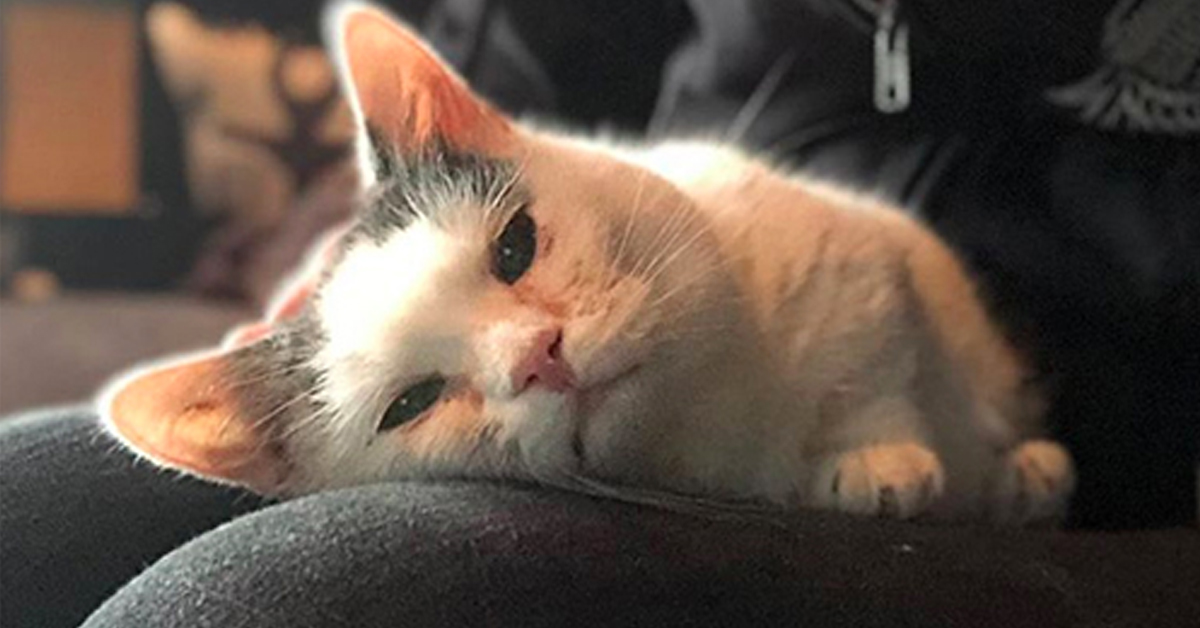 Giselle, la gattina che tutti davano per spacciata che adesso è felice