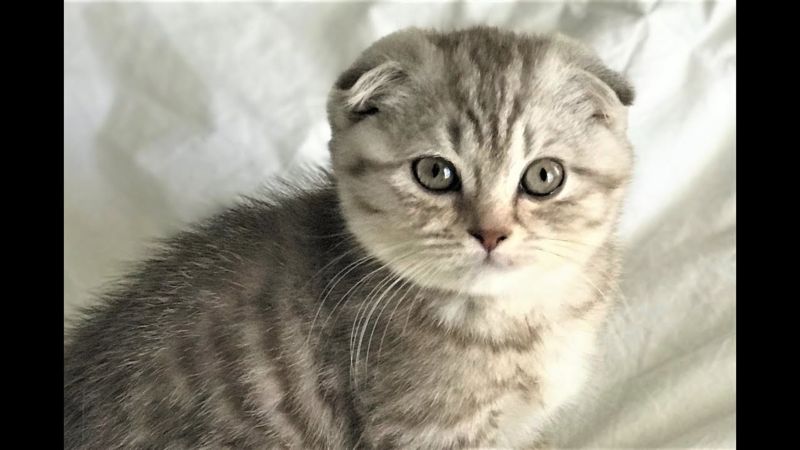 Scottish Fold: tutti i colori