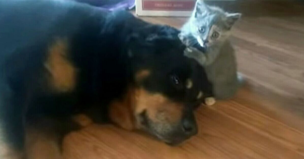 Il gattino che gioca con il Rottweiler: il video virale