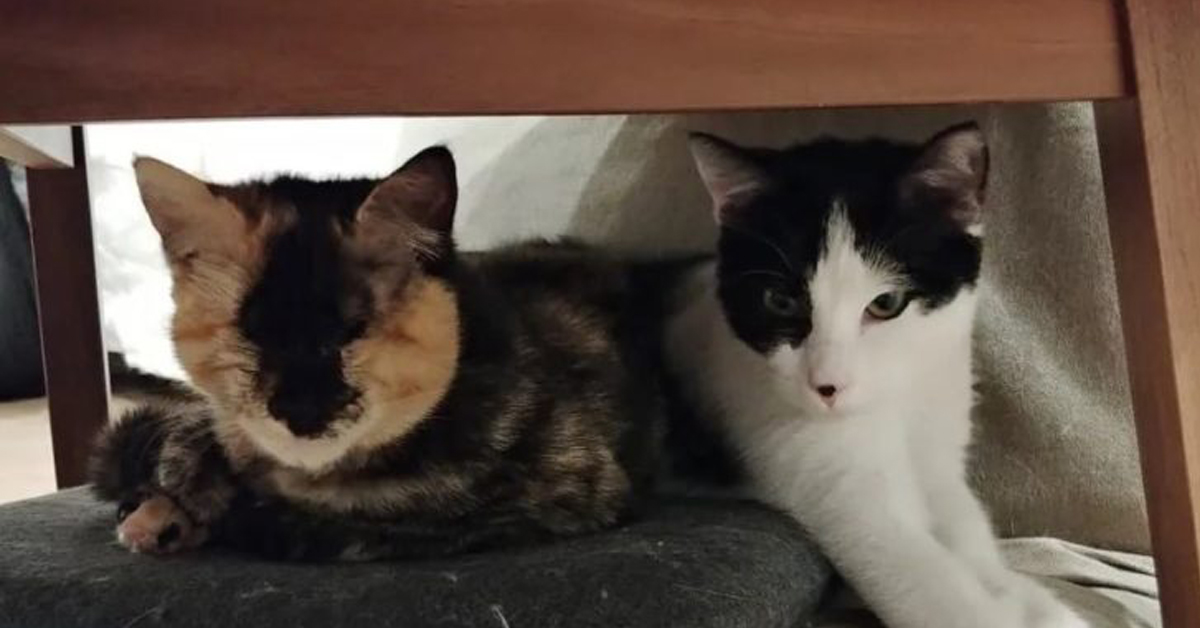 Opal, il gattino cieco che è finalmente felice grazie ad un altro felino