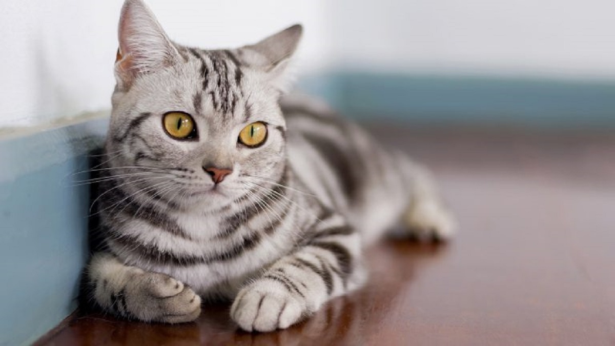 american shorthair su pavimento