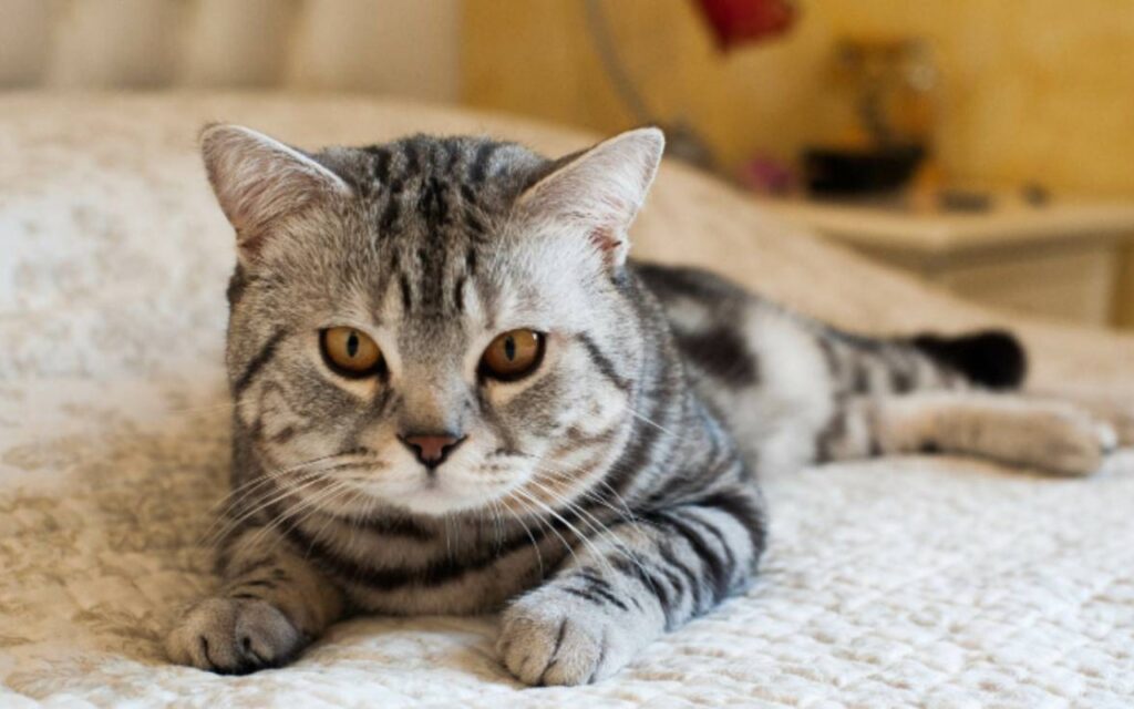 gatto disteso sul letto