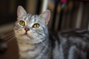 American Shorthair, cosa mangia? La dieta ideale