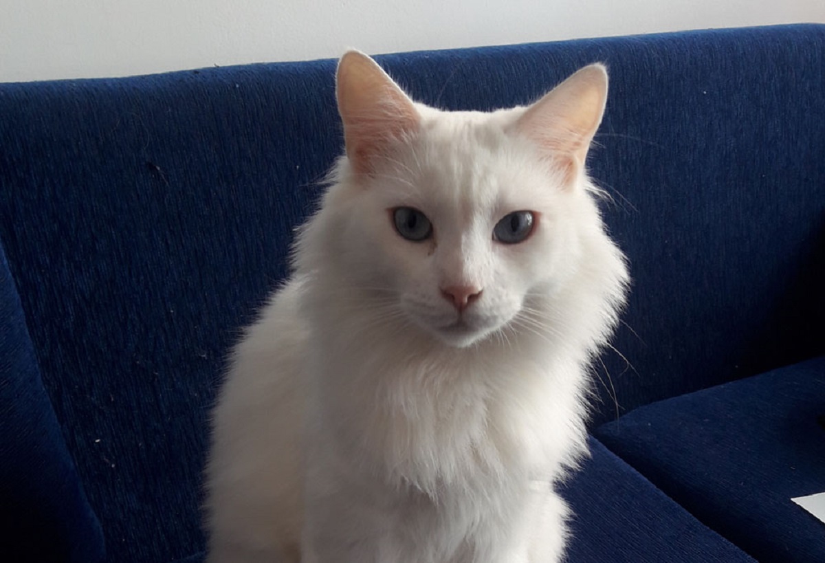 angora turco bianco su divano blu