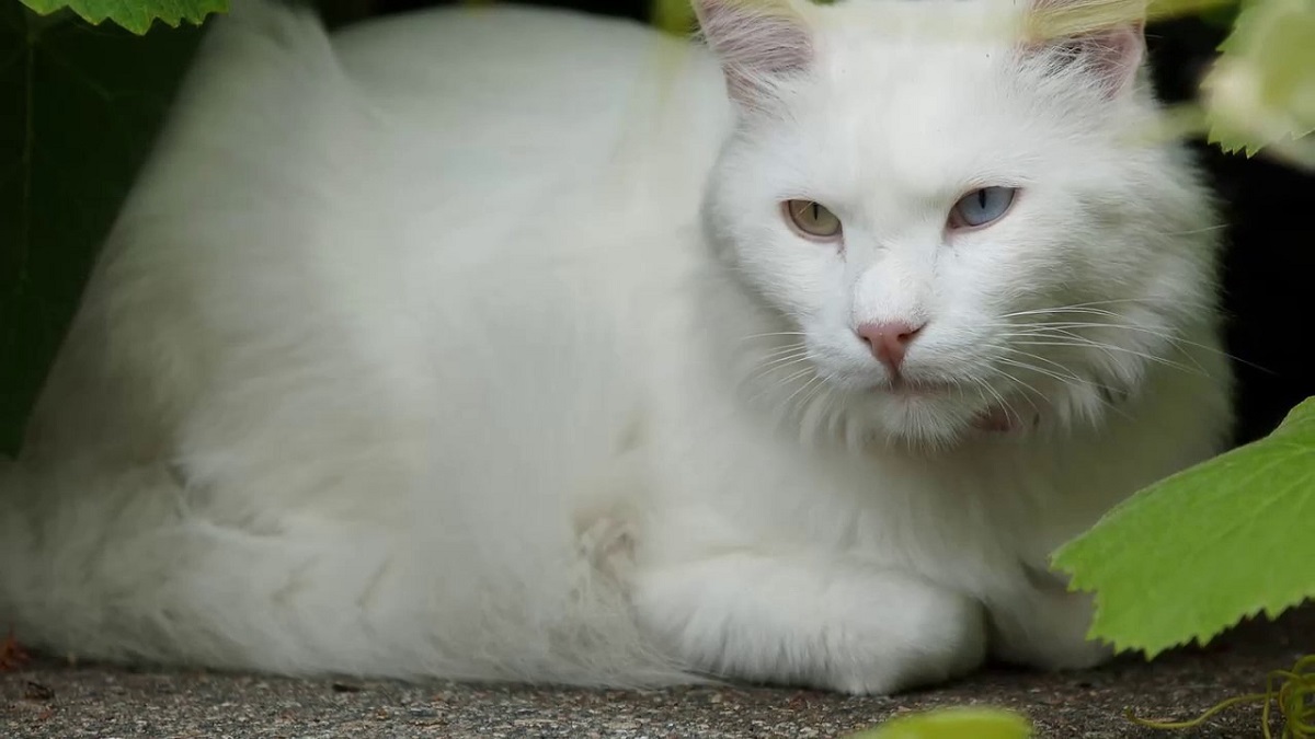 angora turco all'aperto