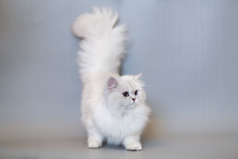 British Longhair: immagini e foto bellissime