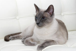 Siamese Blue Point: caratteristiche e foto