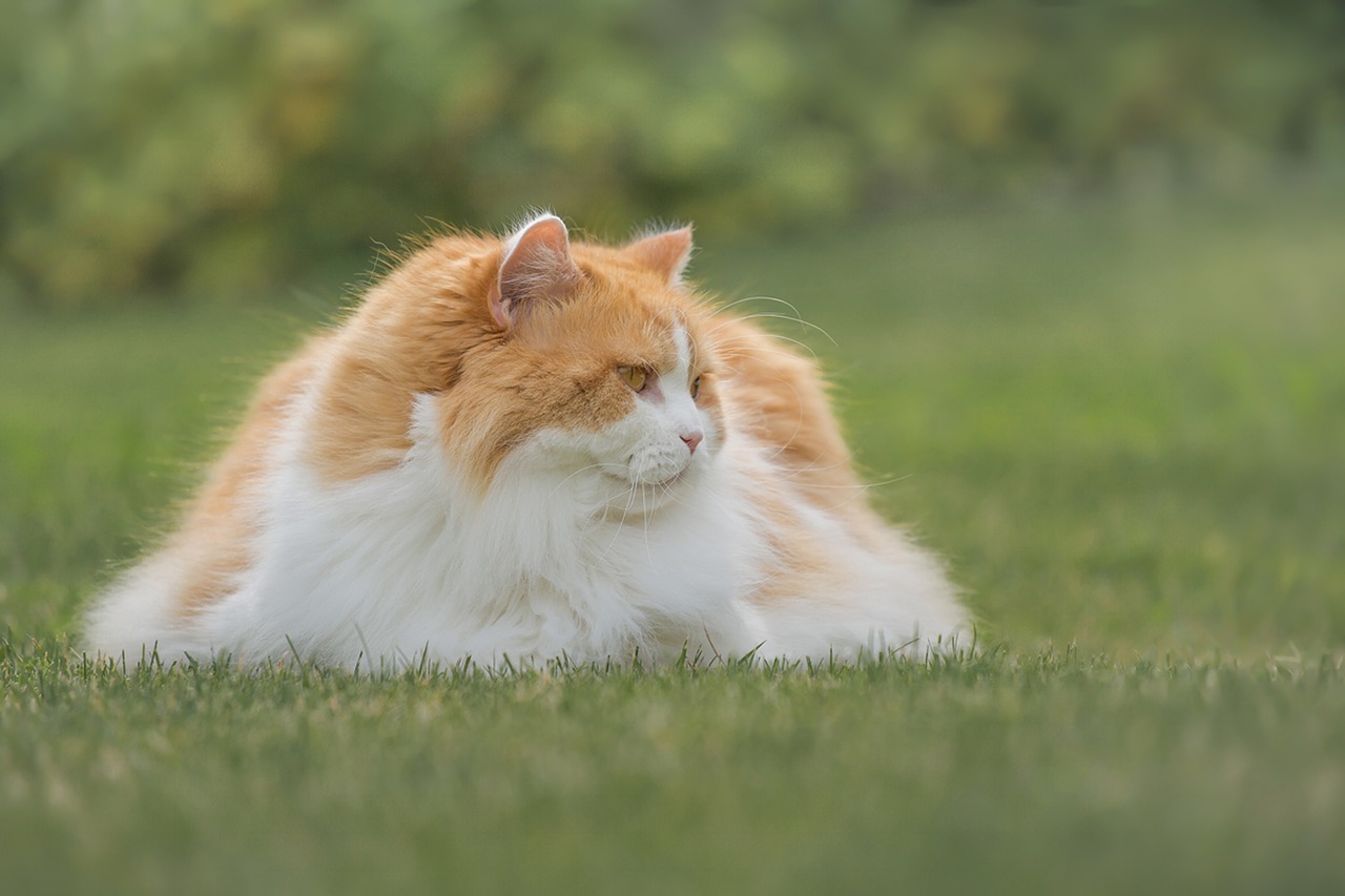 british longhair bianco e arancione