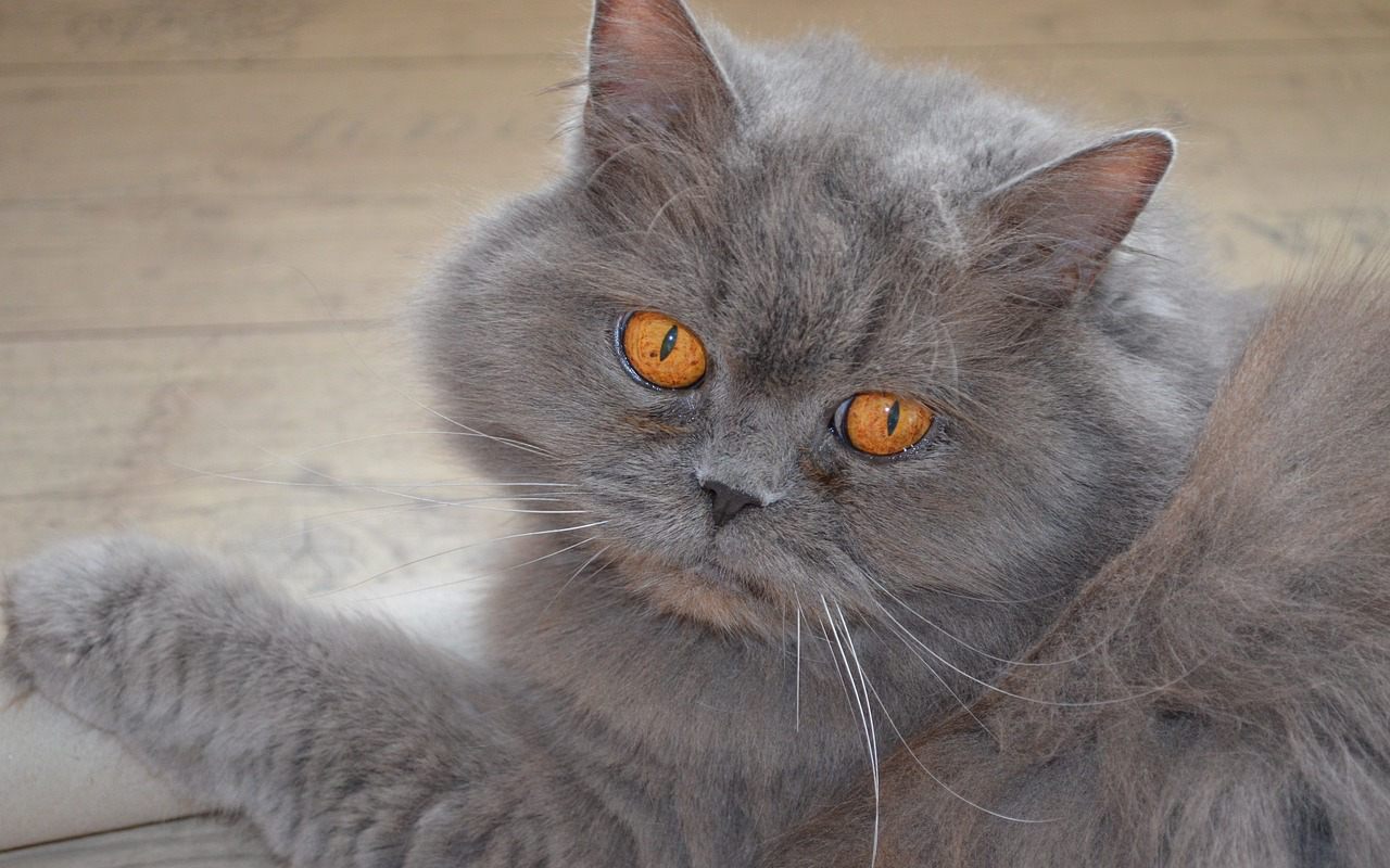 gattone con gli occhi arancioni