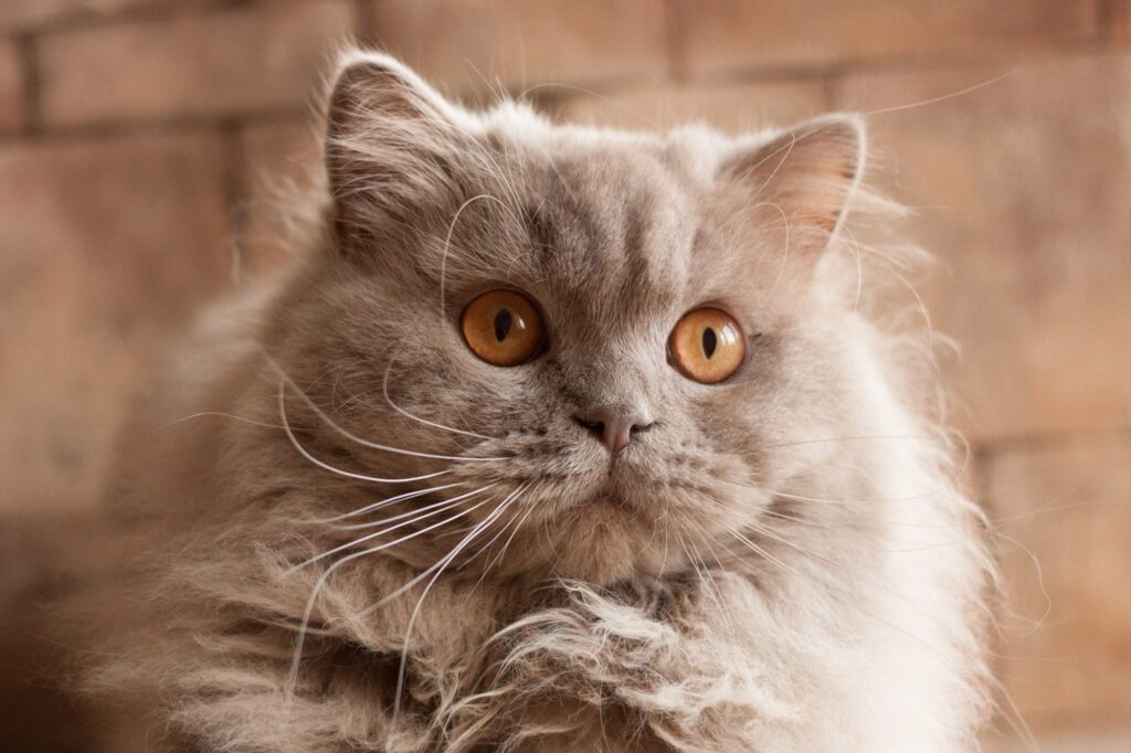 gatto col pelo grigio chiaro