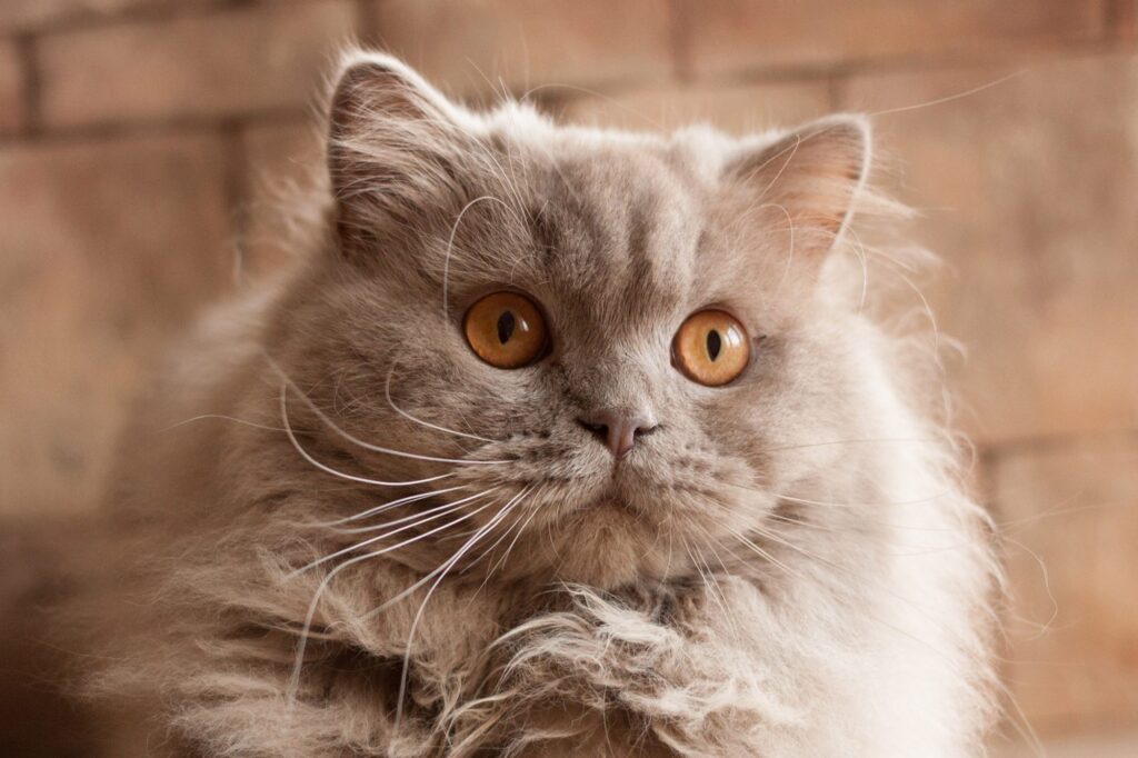 gatto col pelo grigio chiaro