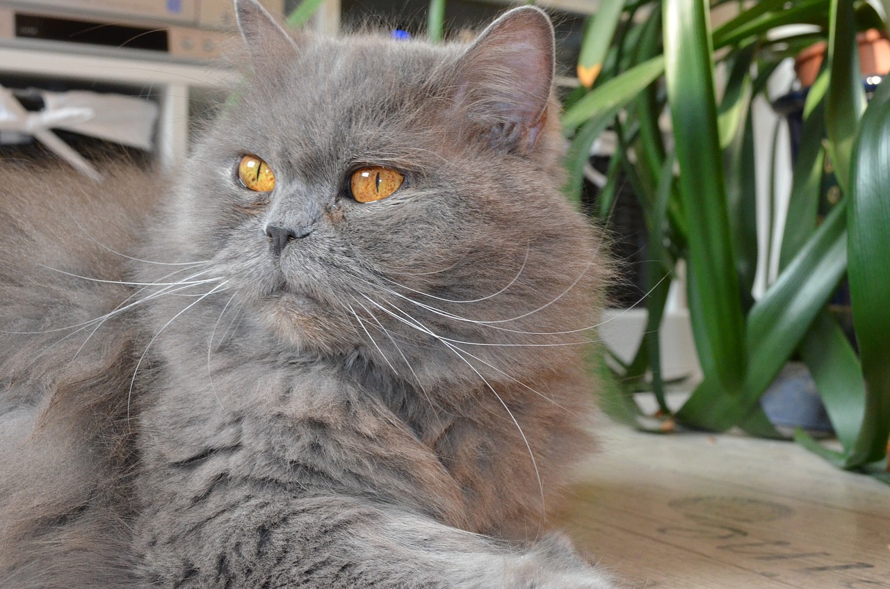 british-longhair-colore grigio