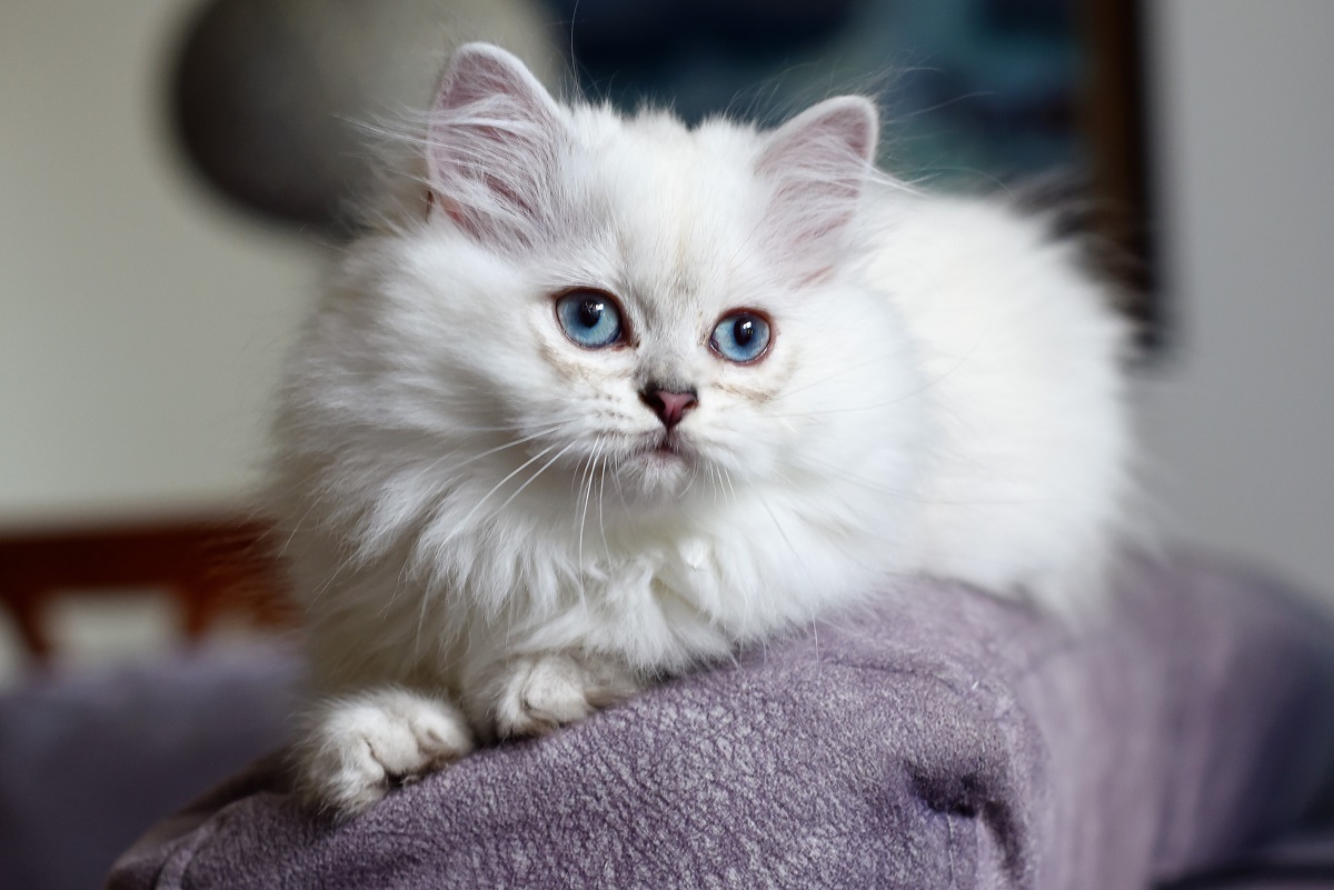 british longhair bianco