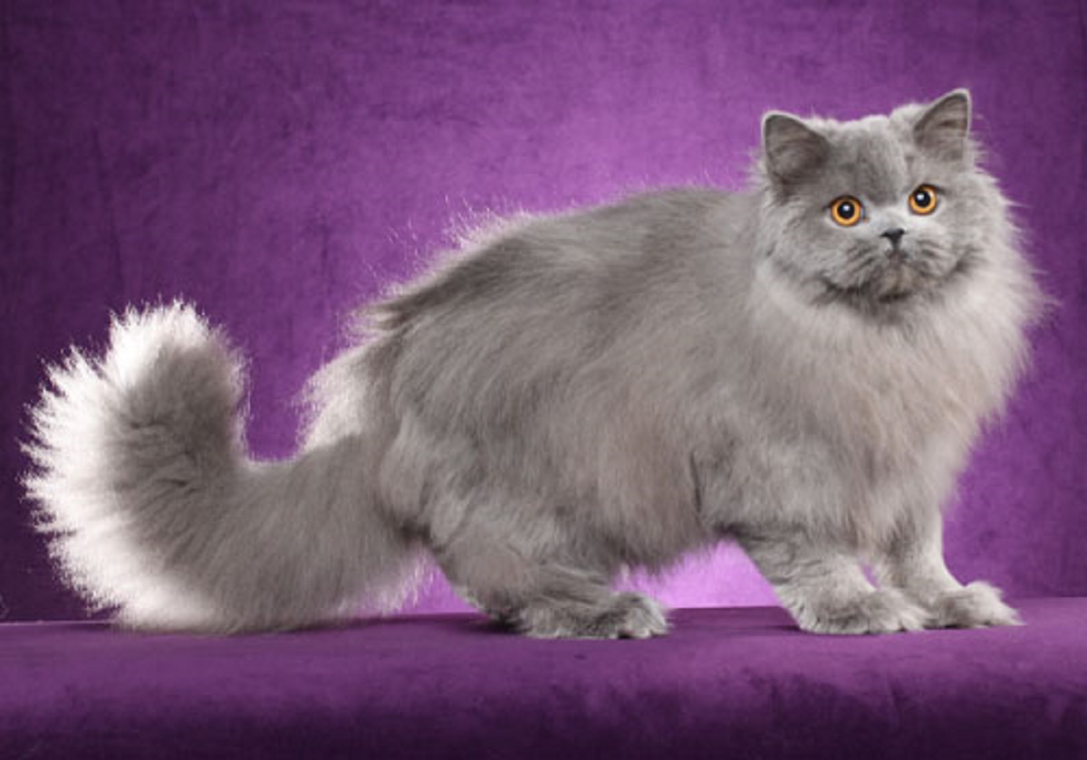 british longhair su sfondo viola