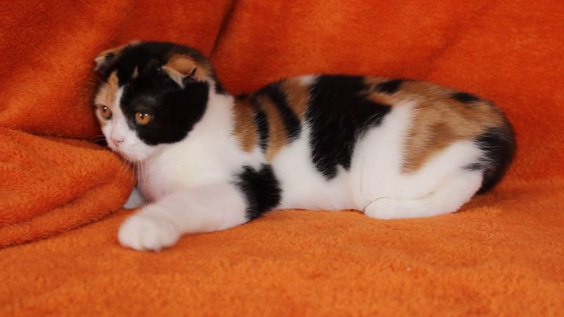 Scottish Fold: tutti i colori