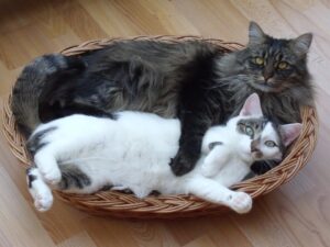 Maine Coon e altri gatti: cosa fare