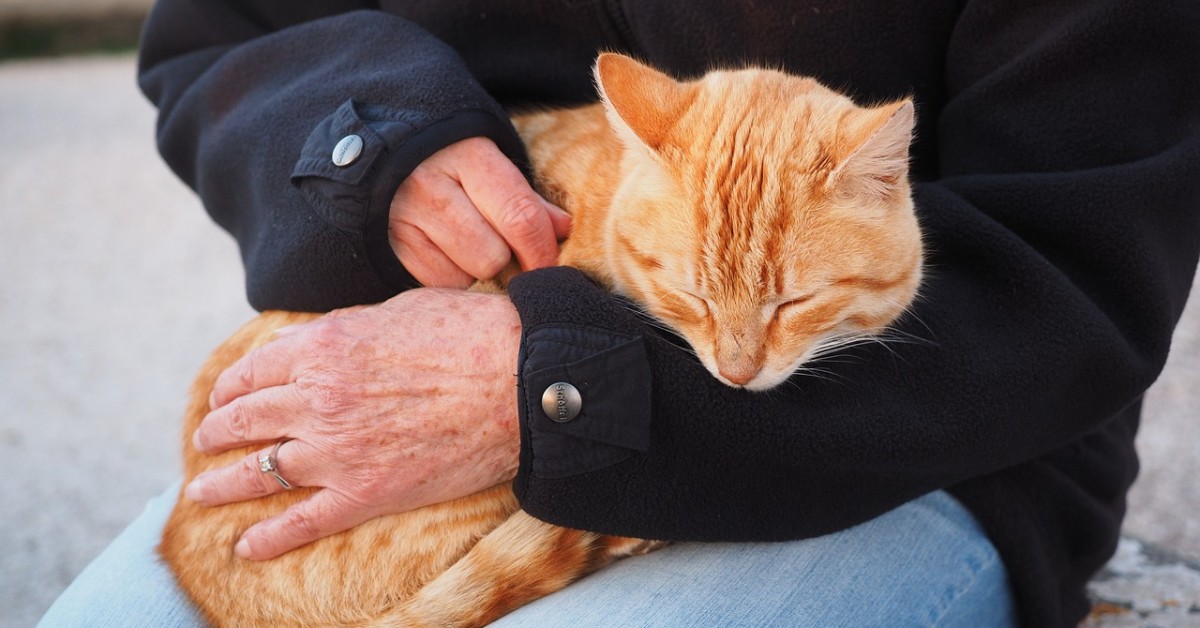 Gatto, come accarezzarlo correttamente