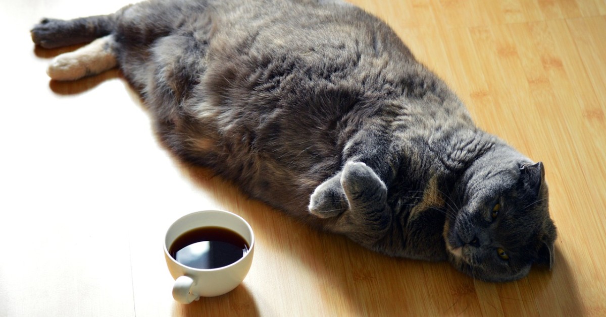 Al mio gatto piace il caffè, cosa fare?