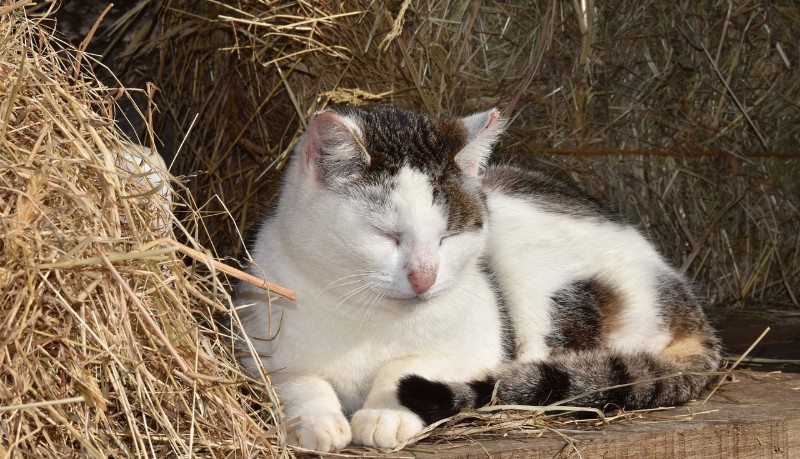 Gatto anziano