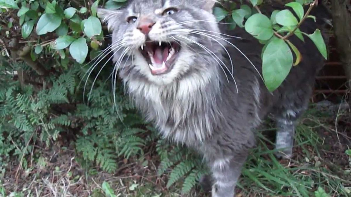 Maine Coon aggressivo: cosa fare