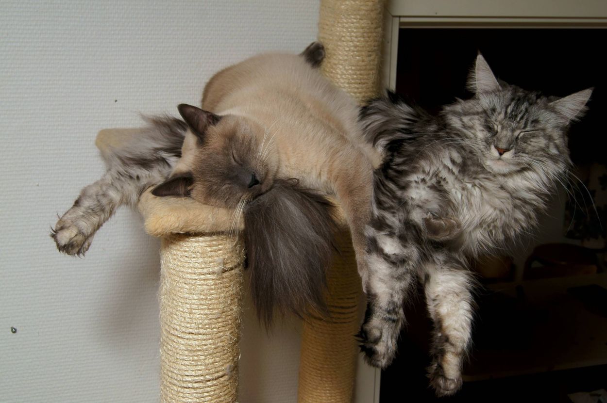 Maine Coon e altri gatti: cosa fare