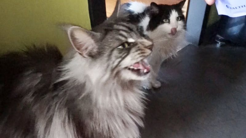 Maine Coon miagola sempre: che ha?