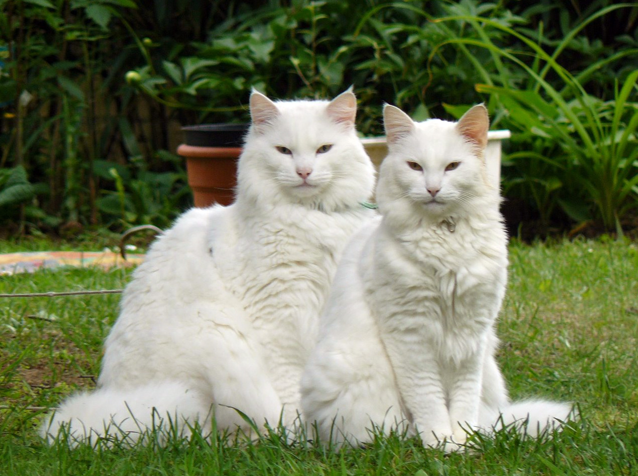 Gatto norvegese bianco: immagini e caratteristiche