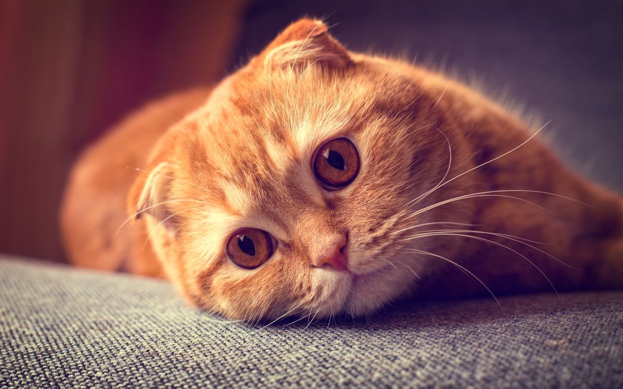 Scottish Fold: tutti i colori