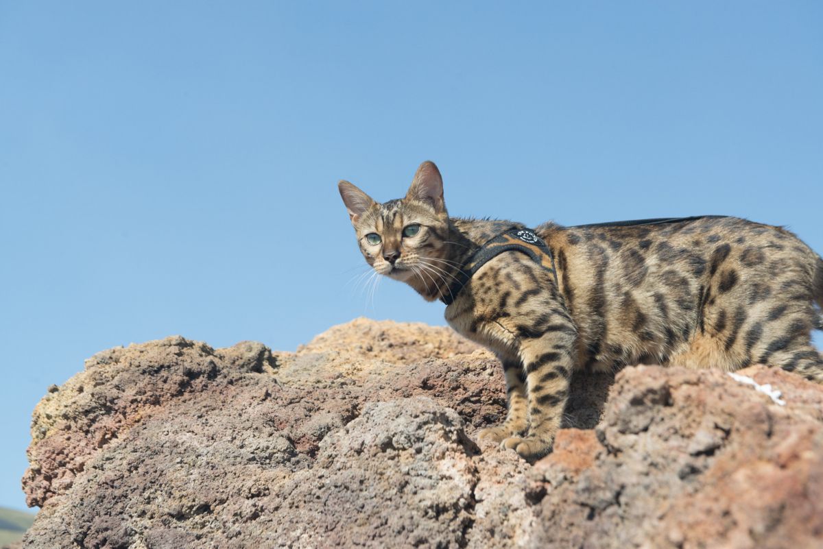 Gatto del Bengala: quale pettorina scegliere?