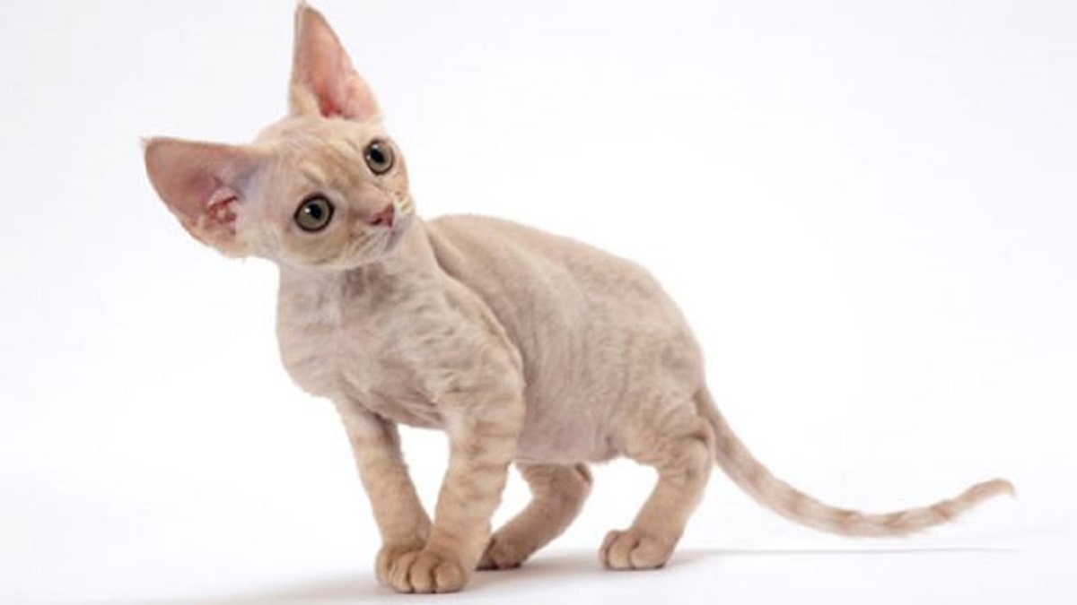 Devon Rex: peso minimo e massimo