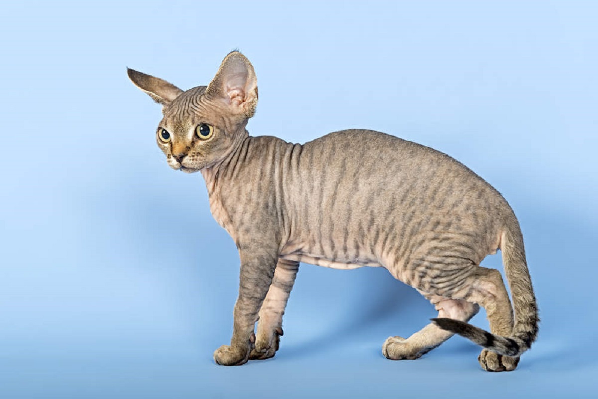 devon rex sfondo celeste