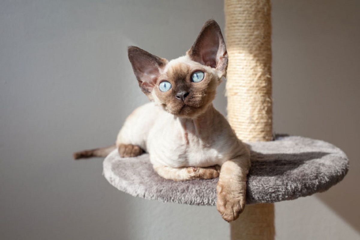 devon rex su tiragraffi