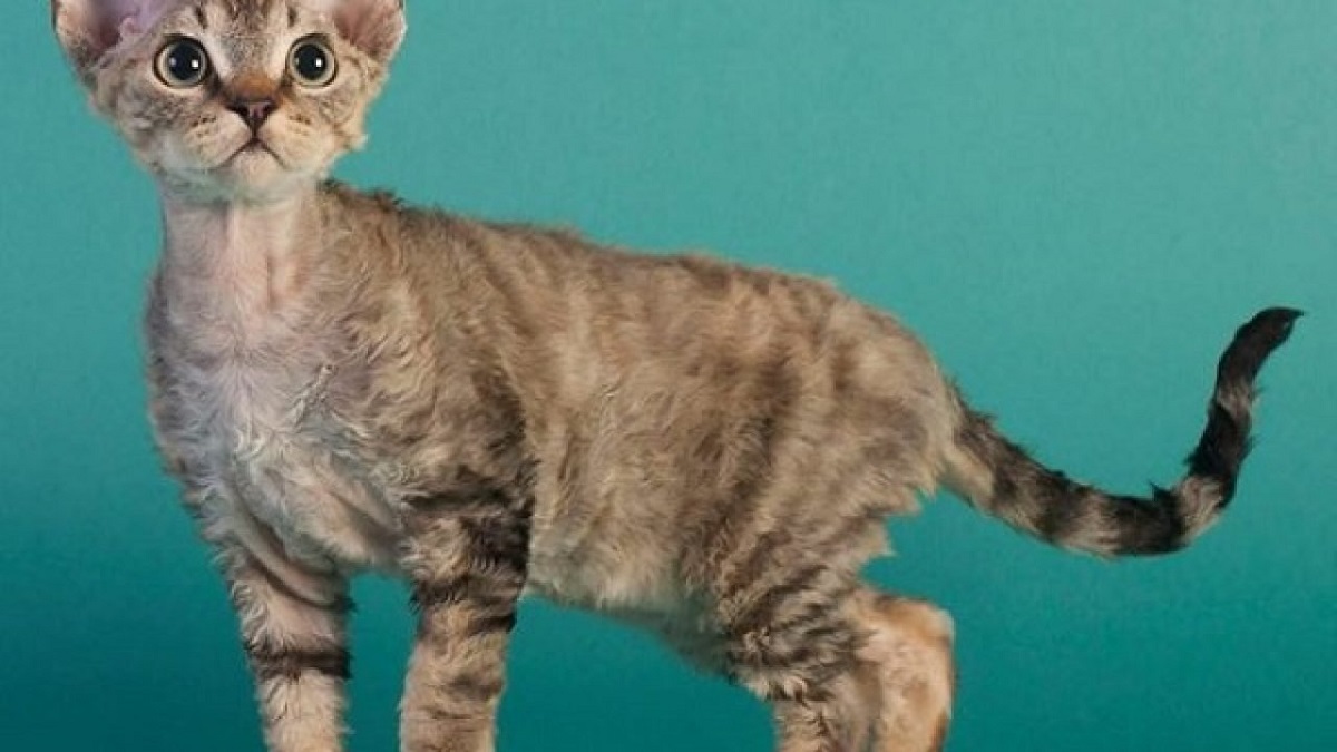 devon rex sfondo verde