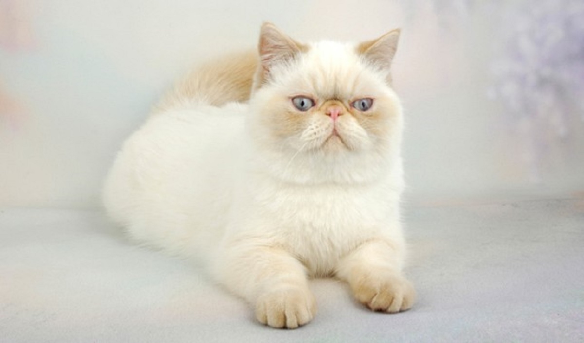 exotic shorthair bianco