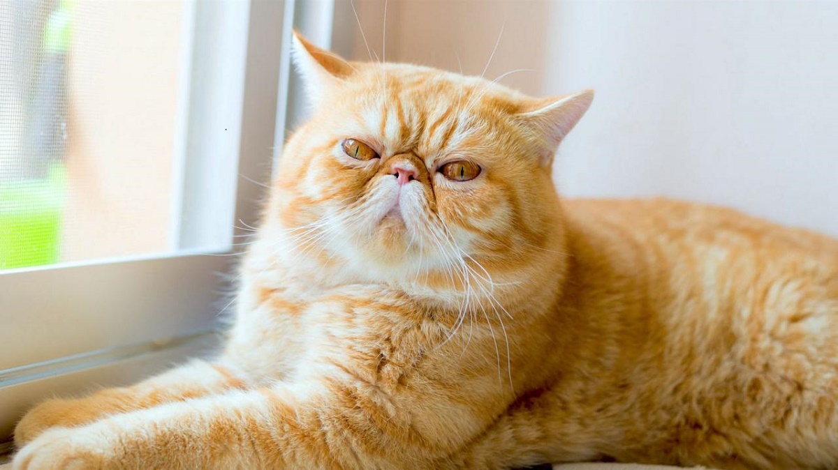 exotic shorthair vicino a finestra