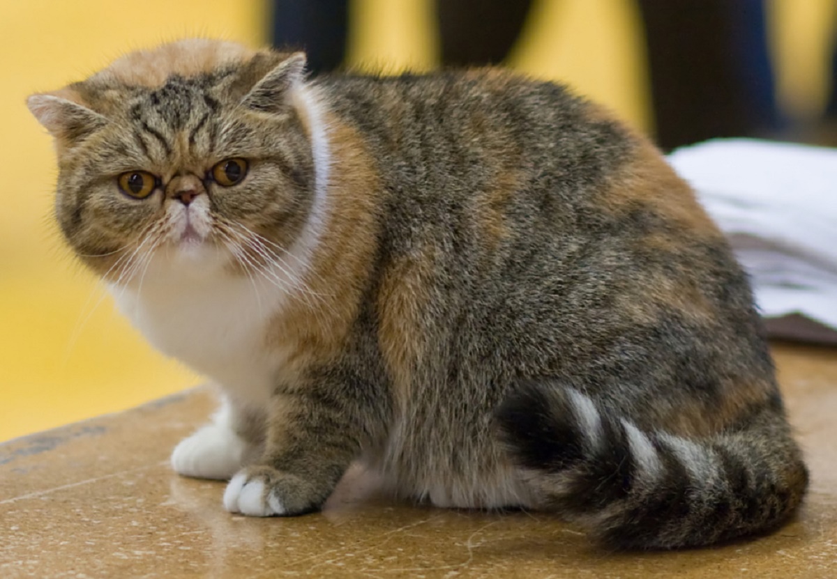 gatto exotic shorthair