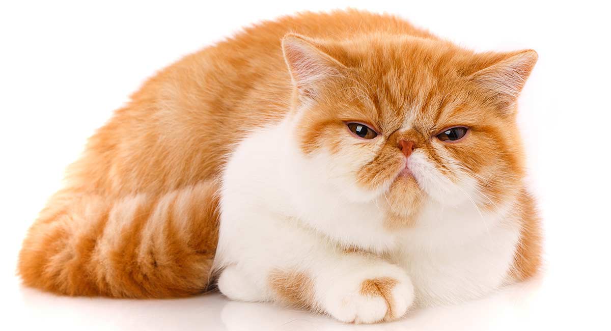 Exotic Shorthair con raffreddore: cosa fare?