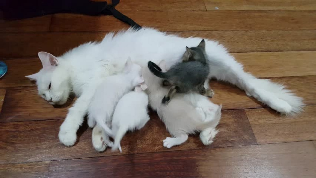cucciolata con gattini d'angora