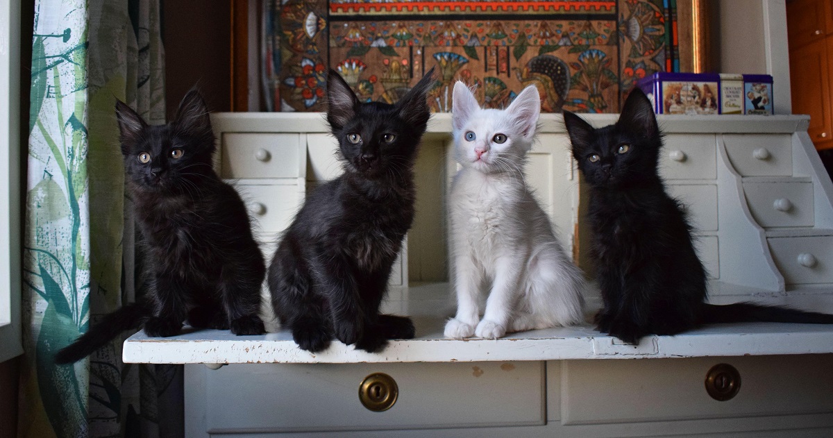4 gattini d'angora