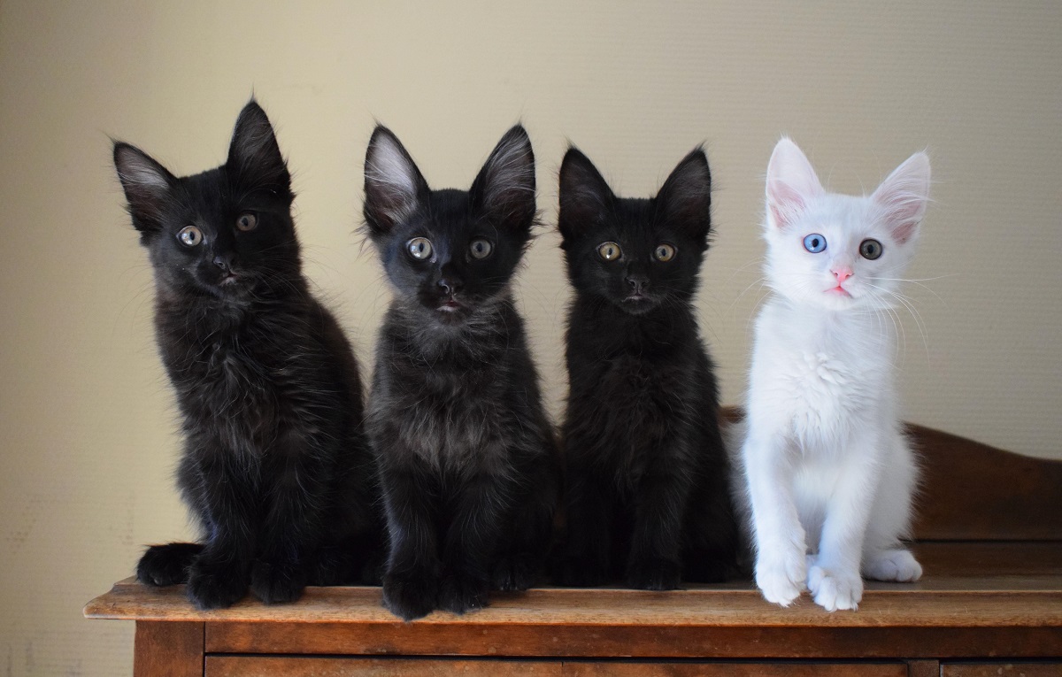 quattro cuccioli di gatto d'angora